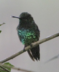 Chlorostilbon melanorhynchus