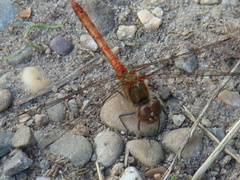 Sympetrum