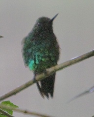 Chlorostilbon melanorhynchus