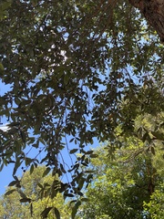 Corymbia citriodora