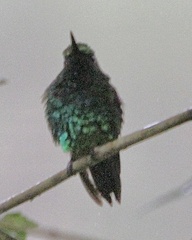 Chlorostilbon melanorhynchus