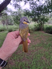 Telophorus sulfureopectus