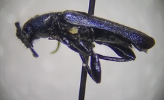 Callidium violaceum