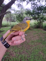 Telophorus sulfureopectus