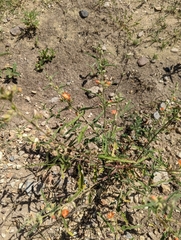 Sphaeralcea hastulata