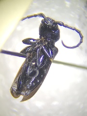 Callidium violaceum