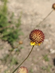 Gaillardia suavis