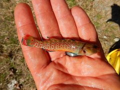 Etheostoma whipplei