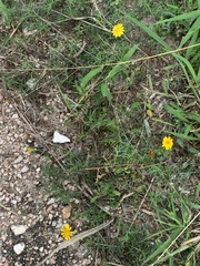 Thymophylla tenuiloba