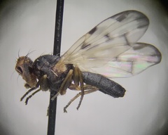 Tephritoidea