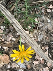 Thymophylla tenuiloba