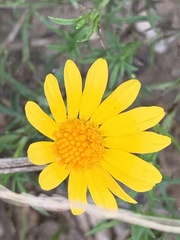 Thymophylla tenuiloba