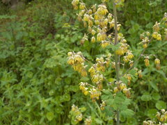 Thalictrum fendleri