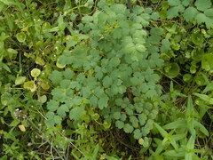 Thalictrum fendleri polycarpum