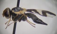 Urophora