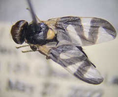 Urophora