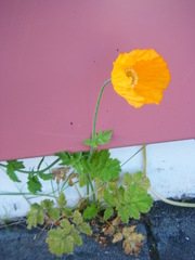 Papaver cambricum