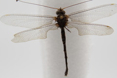 Ululodes quadripunctatus