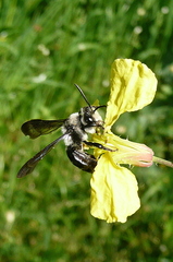 Andrena agilissima