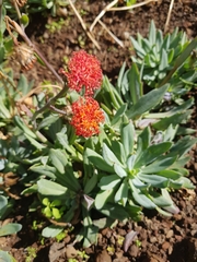 Kleinia fulgens
