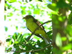 Piranga olivacea