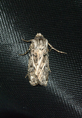 Agrotis robustior