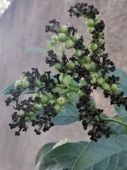 Tournefortia mutabilis