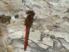 Sympetrum striolatum