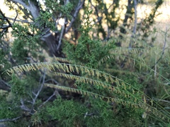 Bouteloua curtipendula