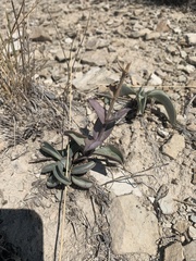 Penstemon mucronatus