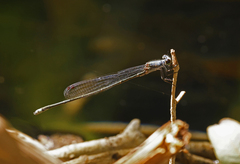 Pseudagrion jedda
