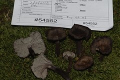Craterellus cinereus
