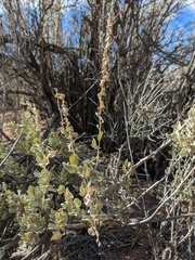 Atriplex confertifolia