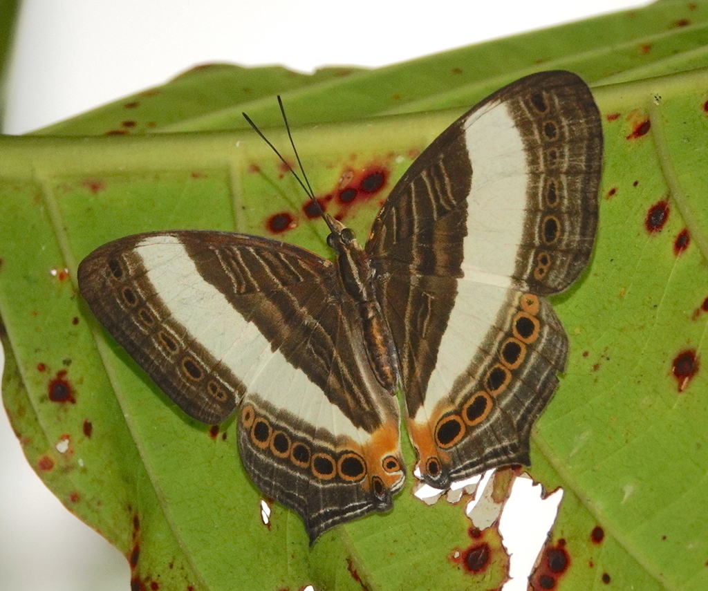 Godart's Map Butterfly