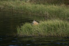 Lophonetta specularioides