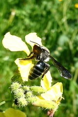 Andrena agilissima