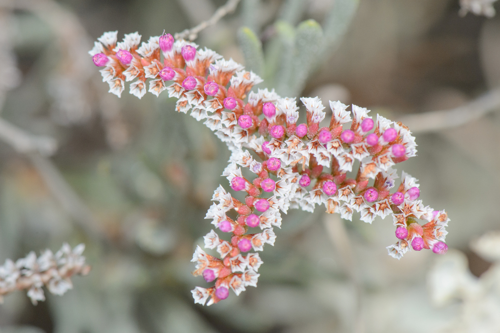 Limonium paulayanum
