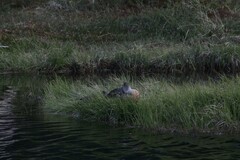 Lophonetta specularioides