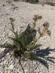 Cirsium pulcherrimum