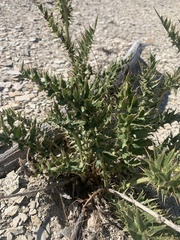 Cirsium pulcherrimum