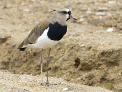 Vanellus chilensis