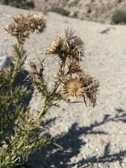 Cirsium pulcherrimum