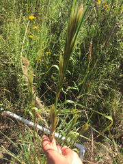 Andropogon glomeratus