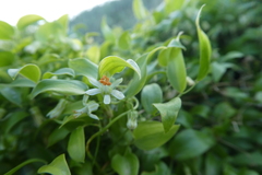 Asparagus asparagoides