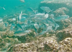 Caranx caballus
