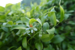 Asparagus asparagoides