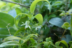 Asparagus asparagoides