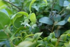 Asparagus asparagoides