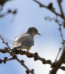 Cuculus solitarius