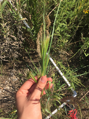 Andropogon glomeratus